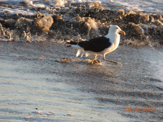 Gull at Marfells Beach